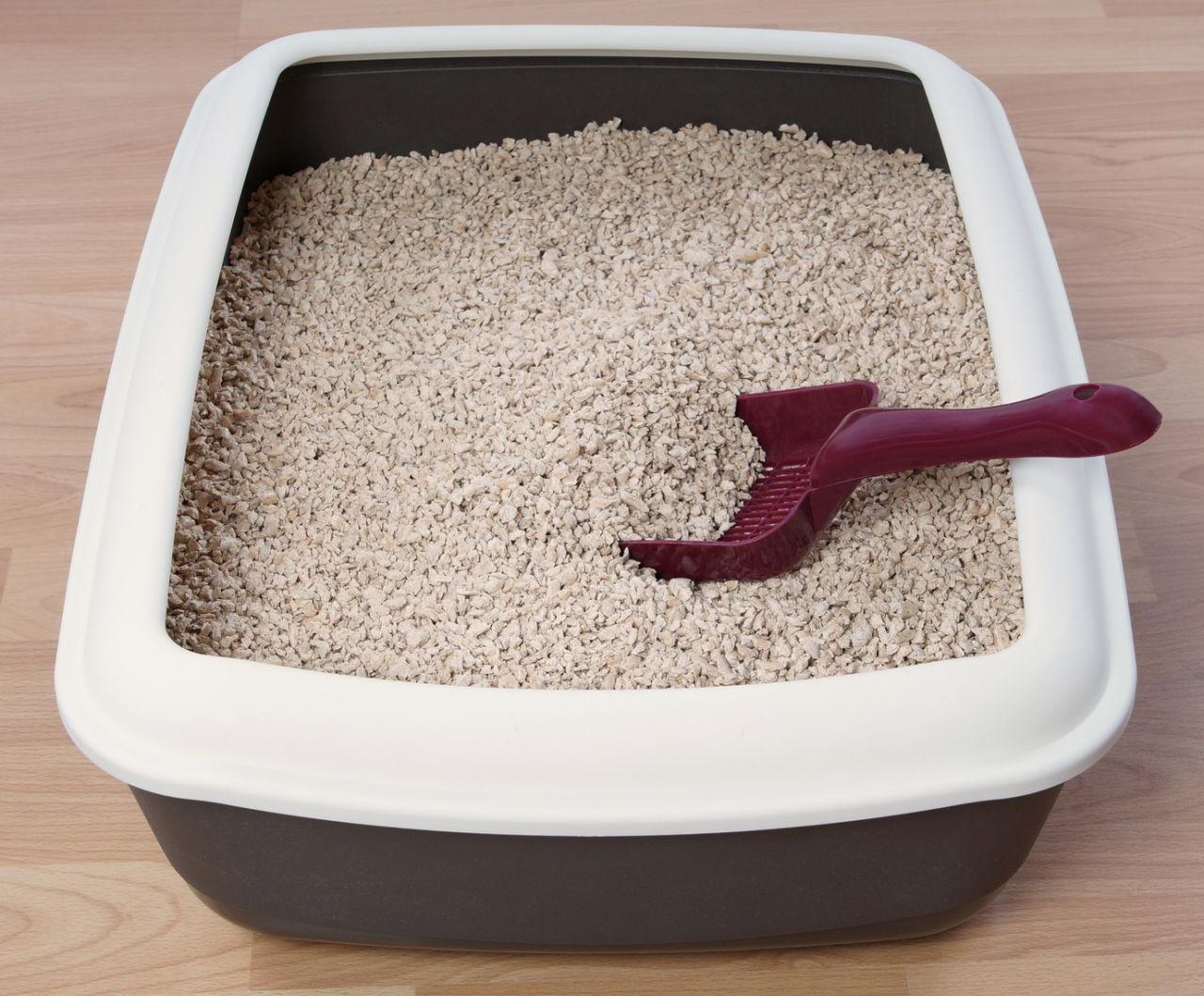 Jaki Żwirek dla kota wybrać? Ranking 2023 i Opinie na ElfiaSfora.pl