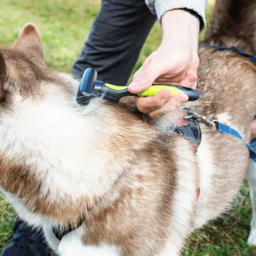 Husky syberyjski podczas sezonowej wymiany podszerstka Husky syberyjski podczas sezonowej wymiany podszerstka